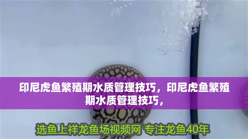 印尼虎魚繁殖期水質管理技巧，印尼虎魚繁殖期水質管理技巧，