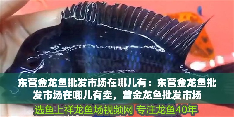 東營金龍魚批發(fā)市場在哪兒有：東營金龍魚批發(fā)市場在哪兒有賣，營金龍魚批發(fā)市場