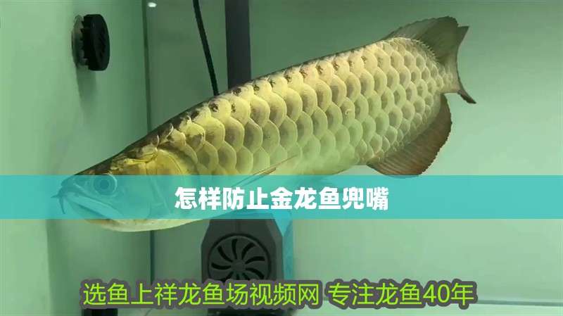 怎樣防止金龍魚兜嘴