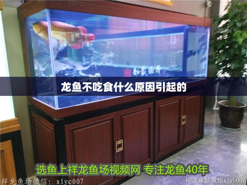 龍魚(yú)不吃食什么原因引起的