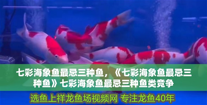 七彩海象魚最忌三種魚，《七彩海象魚最忌三種魚》七彩海象魚最忌三種魚類競爭