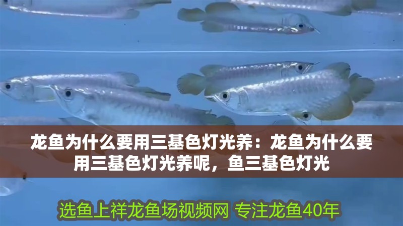 龍魚為什么要用三基色燈光養：龍魚為什么要用三基色燈光養呢，魚三基色燈光