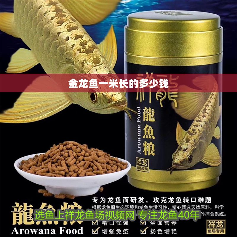 金龍魚一米長的多少錢 金龍魚一米長的多少錢 龍魚百科 第2張