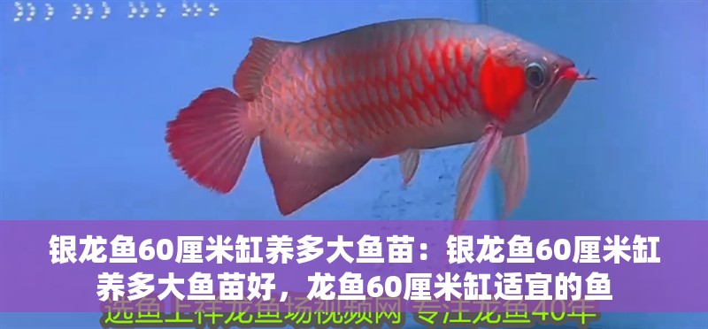 銀龍魚60厘米缸養多大魚苗：銀龍魚60厘米缸養多大魚苗好，龍魚60厘米缸適宜的魚