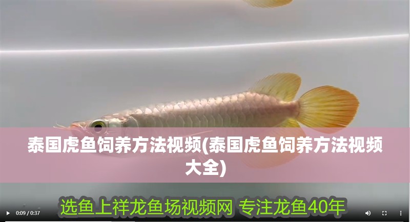泰國虎魚飼養方法視頻(泰國虎魚飼養方法視頻大全)
