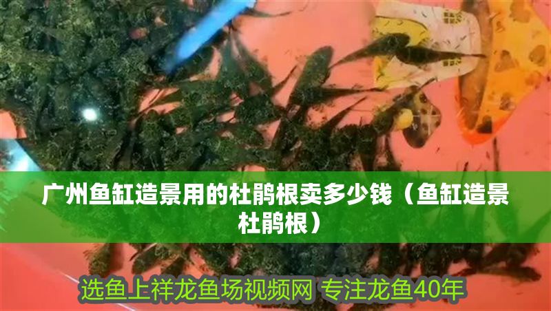 廣州魚缸造景用的杜鵑根賣多少錢(魚缸造景 杜鵑根)