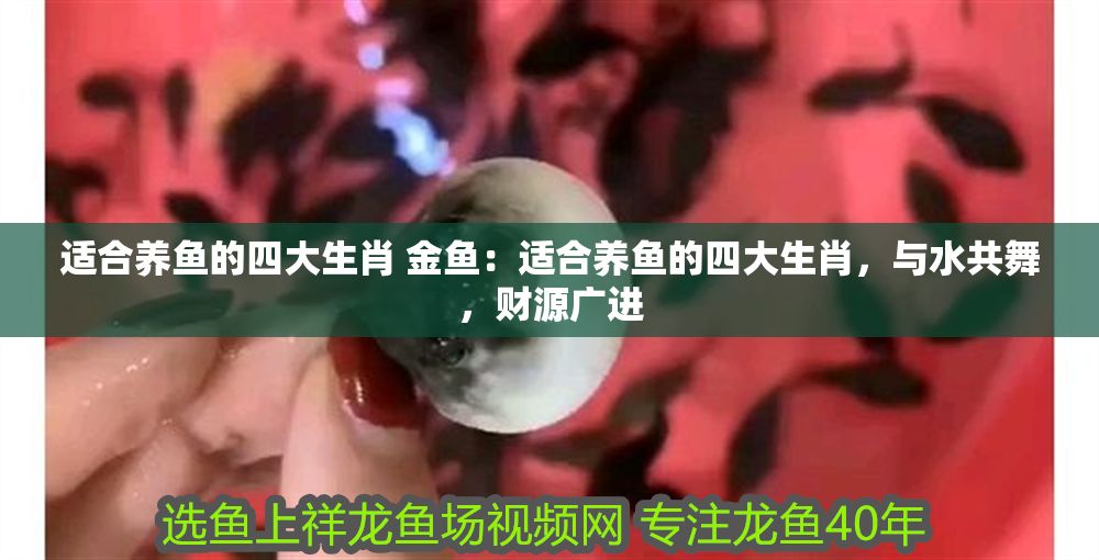 適合養魚的四大生肖 金魚：適合養魚的四大生肖，與水共舞，財源廣進