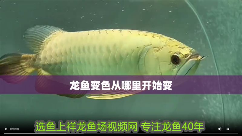 龍魚變色從哪里開始變