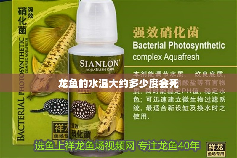 龍魚的水溫大約多少度會死
