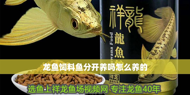 龍魚飼料魚分開養(yǎng)嗎怎么養(yǎng)的