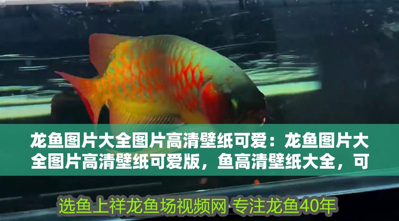 龍魚圖片大全圖片高清壁紙可愛：龍魚圖片大全圖片高清壁紙可愛版，魚高清壁紙大全，可愛版龍魚
