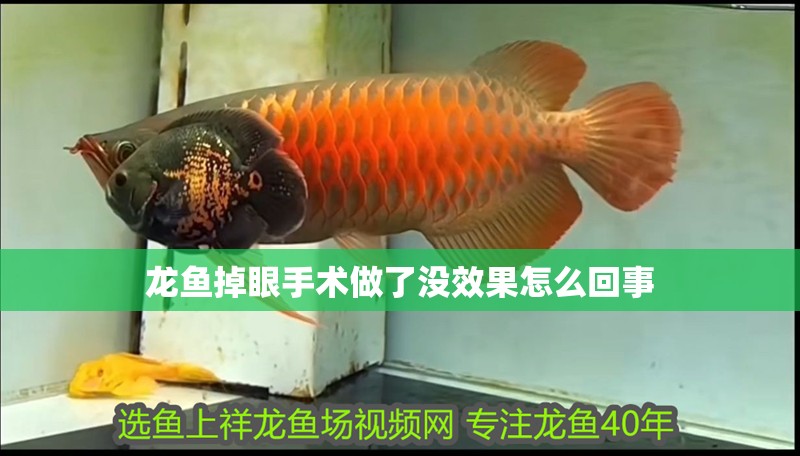 龍魚掉眼手術做了沒效果怎么回事