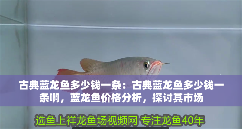 古典藍龍魚多少錢一條：古典藍龍魚多少錢一條啊，藍龍魚價格分析，探討其市場
