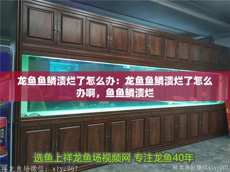 龍魚魚鱗潰爛了怎么辦：龍魚魚鱗潰爛了怎么辦啊，魚魚鱗潰爛