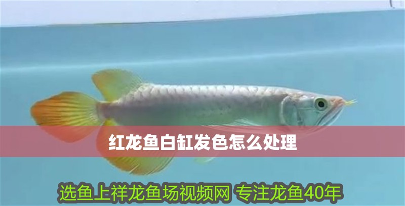 紅龍魚白缸發色怎么處理