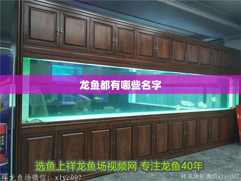 龍魚都有哪些名字