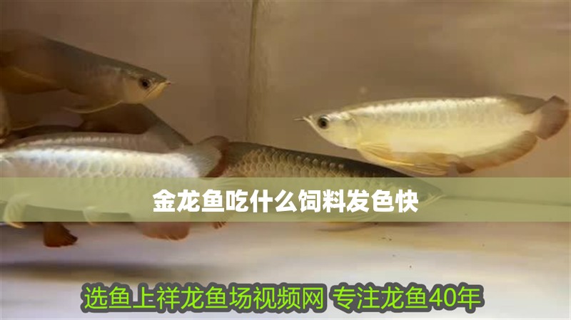 金龍魚(yú)吃什么飼料發(fā)色快 金龍魚(yú)吃什么飼料發(fā)色快 龍魚(yú)百科 第2張
