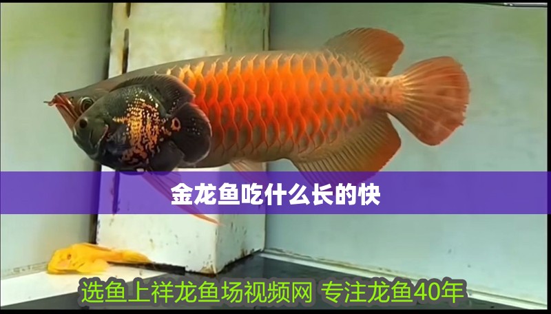 金龍魚吃什么長的快 龍魚百科 第2張 金龍魚吃什么長的快 金龍魚吃什么長的快 龍魚百科 第2張