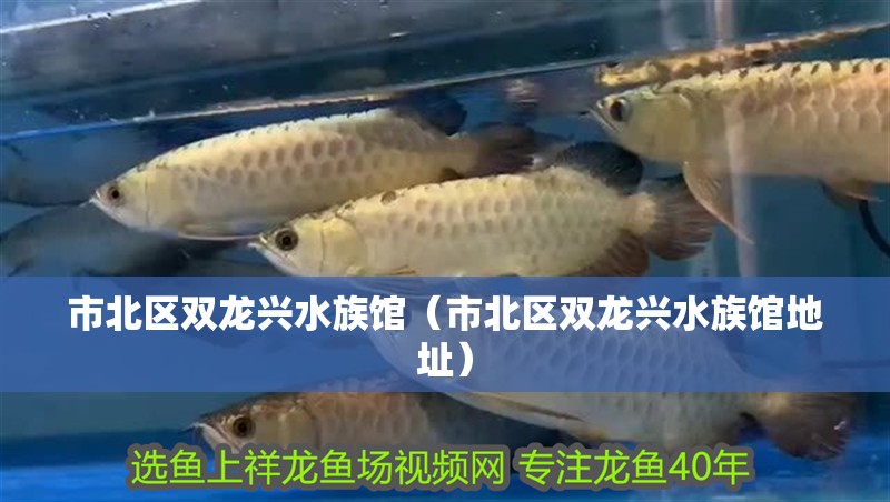 市北區(qū)雙龍興水族館（市北區(qū)雙龍興水族館地址）