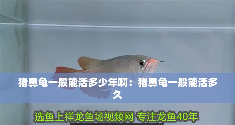 豬鼻龜一般能活多少年啊：豬鼻龜一般能活多久