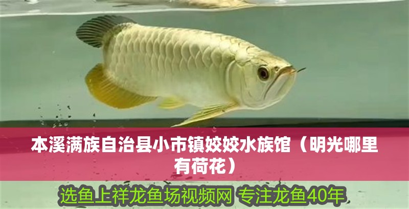 本溪滿族自治縣小市鎮姣姣水族館（明光哪里有荷花）