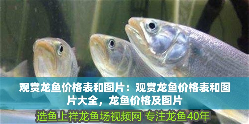 觀賞龍魚價格表和圖片：觀賞龍魚價格表和圖片大全，龍魚價格及圖片