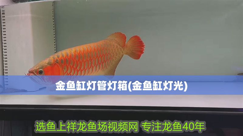 金魚缸燈管燈箱(金魚缸燈光)