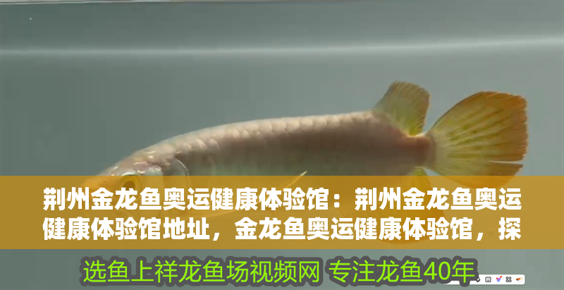 荊州金龍魚奧運健康體驗館：荊州金龍魚奧運健康體驗館地址，金龍魚奧運健康體驗館，探索奧運精神與健康生活