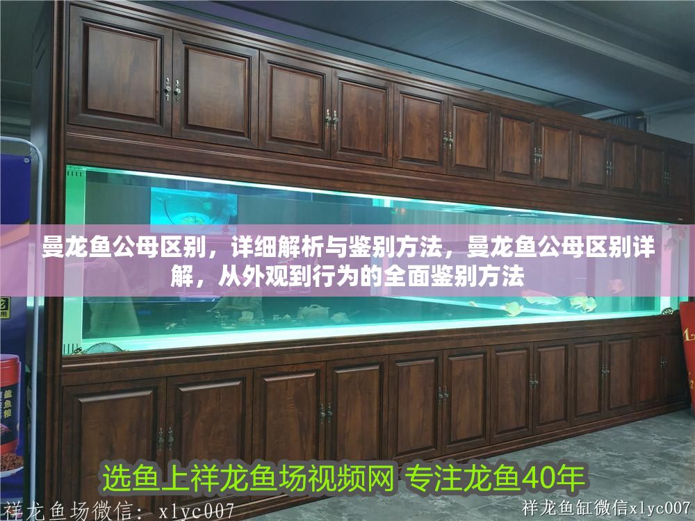 曼龍魚公母區別，詳細解析與鑒別方法，曼龍魚公母區別詳解，從外觀到行為的全面鑒別方法