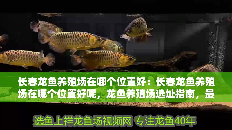 長春龍魚養殖場在哪個位置好：長春龍魚養殖場在哪個位置好呢，龍魚養殖場選址指南，最佳位置的選擇
