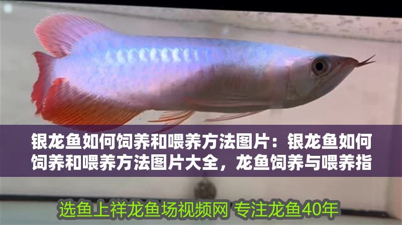 銀龍魚如何飼養和喂養方法圖片：銀龍魚如何飼養和喂養方法圖片大全，龍魚飼養與喂養指南，全面圖