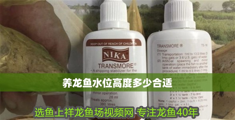 養龍魚水位高度多少合適