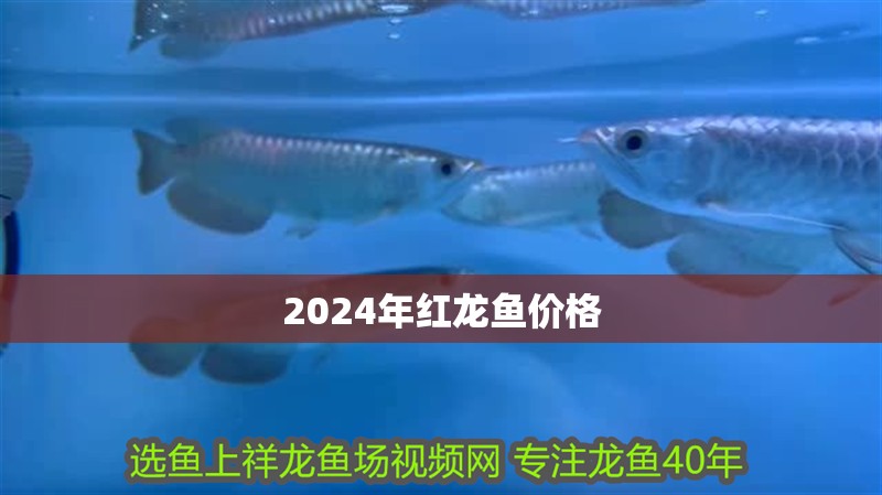 2024年紅龍魚價格