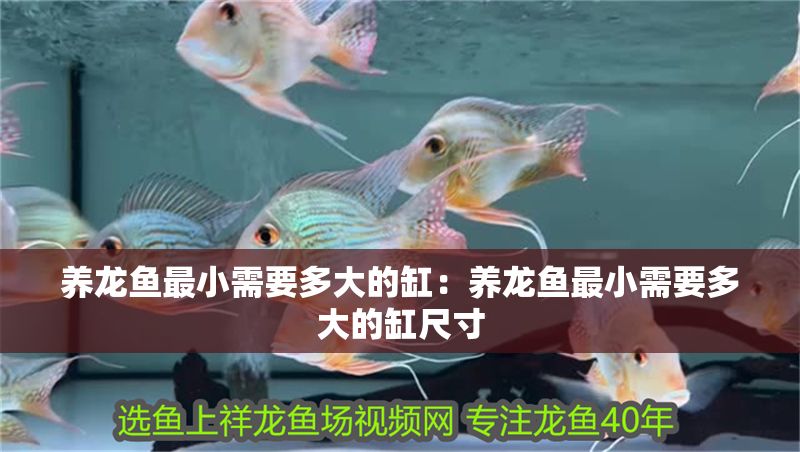 養(yǎng)龍魚最小需要多大的缸：養(yǎng)龍魚最小需要多大的缸尺寸