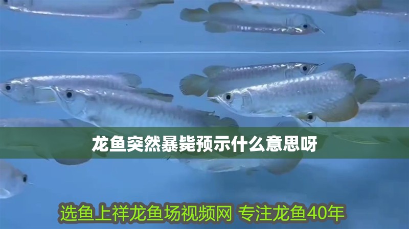 龍魚突然暴斃預示什么意思呀 龍魚突然暴斃預示什么意思呀 龍魚百科 第2張