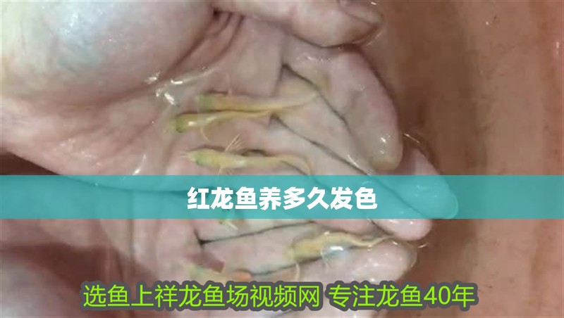 紅龍魚養多久發色