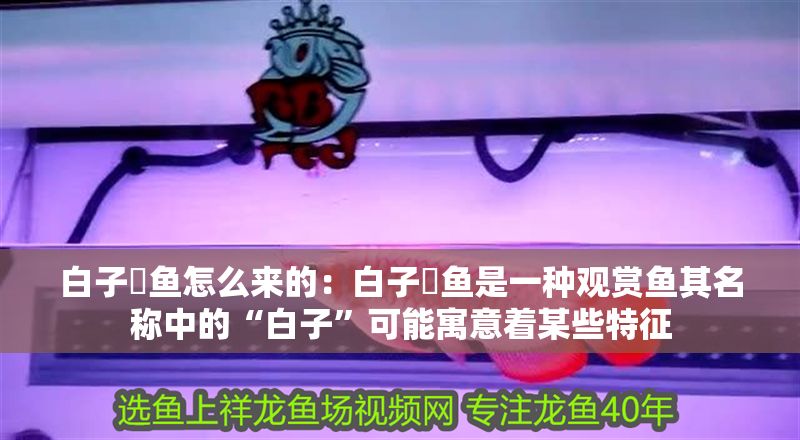 白子魟魚怎么來的：白子魟魚是一種觀賞魚其名稱中的“白子”可能寓意著某些特征