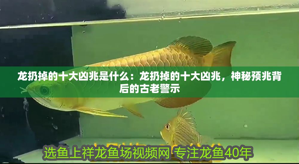 龍扔掉的十大兇兆是什么：龍扔掉的十大兇兆，神秘預(yù)兆背后的古老警示