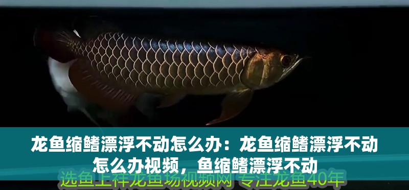 龍魚縮鰭漂浮不動怎么辦：龍魚縮鰭漂浮不動怎么辦視頻，魚縮鰭漂浮不動