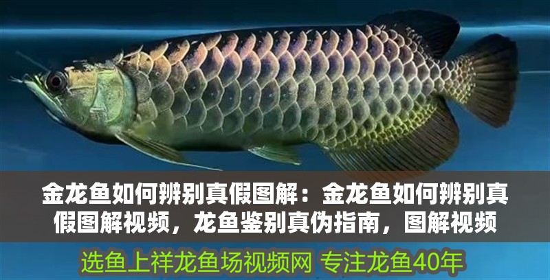 金龍魚如何辨別真假圖解：金龍魚如何辨別真假圖解視頻，龍魚鑒別真偽指南，圖解視頻