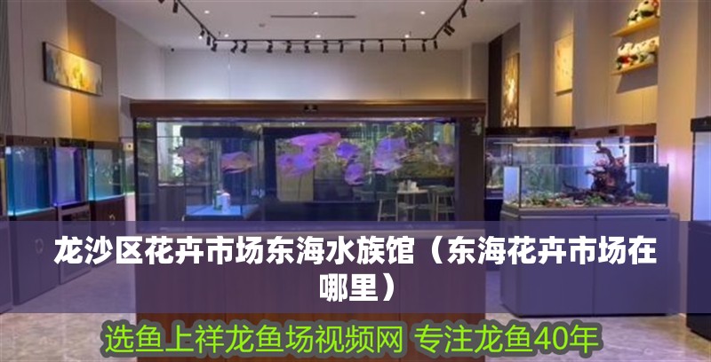 龍沙區花卉市場東海水族館（東海花卉市場在哪里）