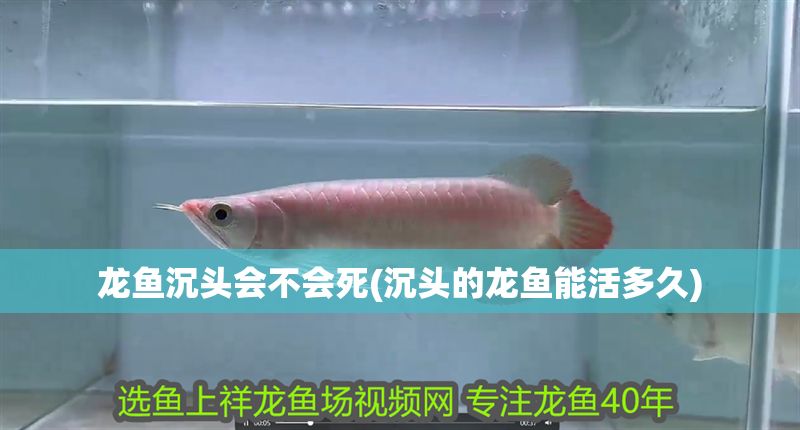 龍魚沉頭會不會死(沉頭的龍魚能活多久)