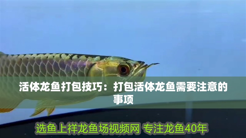 活體龍魚打包技巧：打包活體龍魚需要注意的事項