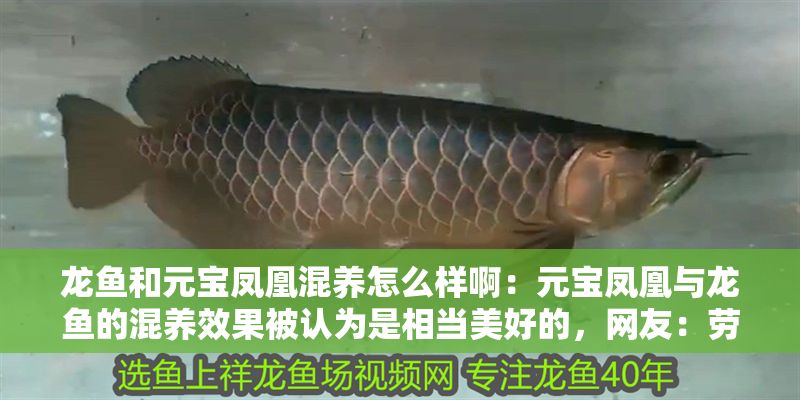 龍魚和元寶鳳凰混養(yǎng)怎么樣?。涸獙汎P凰與龍魚的混養(yǎng)效果被認(rèn)為是相當(dāng)美好的，網(wǎng)友：勞斯萊斯