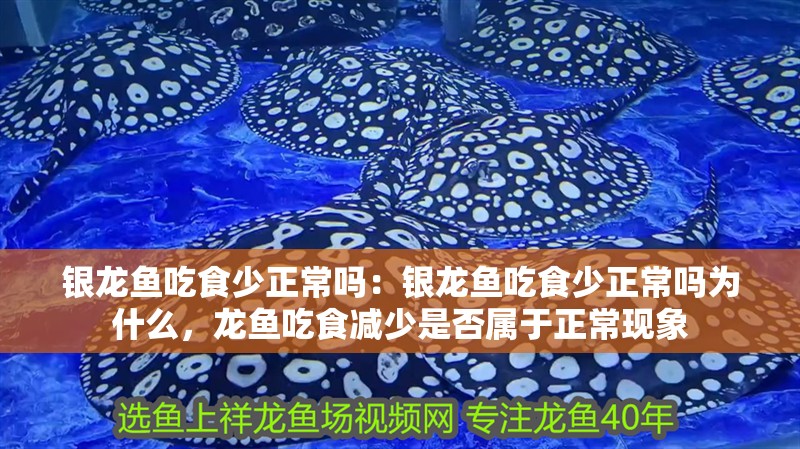 銀龍魚吃食少正常嗎：銀龍魚吃食少正常嗎為什么，龍魚吃食減少是否屬于正常現象