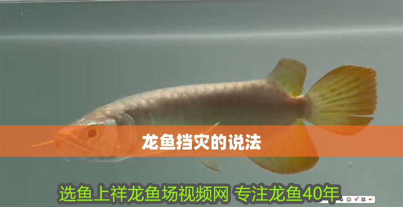 龍魚擋災的說法