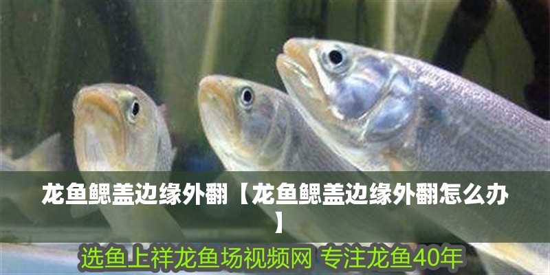 龍魚鰓蓋邊緣外翻【龍魚鰓蓋邊緣外翻怎么辦】