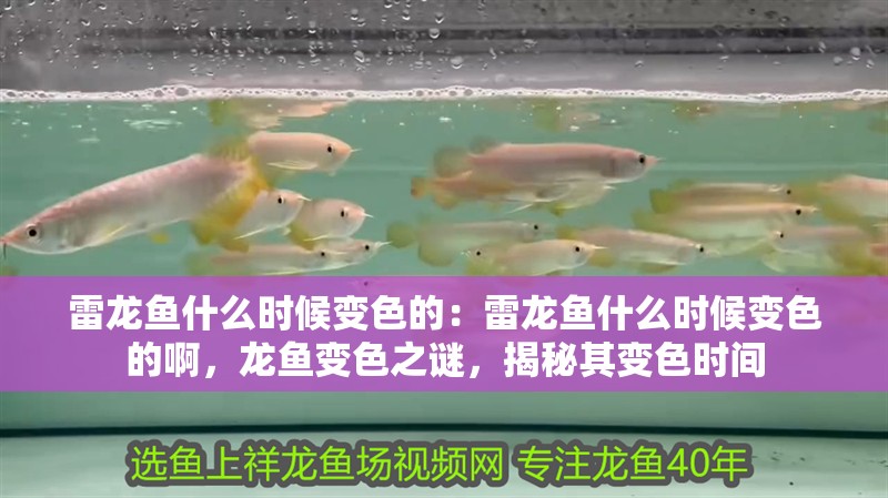 雷龍魚什么時(shí)候變色的：雷龍魚什么時(shí)候變色的啊，龍魚變色之謎，揭秘其變色時(shí)間