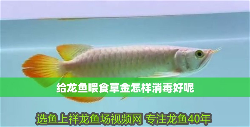 給龍魚喂食草金怎樣消毒好呢 給龍魚喂食草金怎樣消毒好呢 龍魚百科 第2張