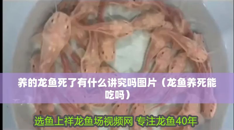 養(yǎng)的龍魚死了有什么講究嗎圖片（龍魚養(yǎng)死能吃嗎）